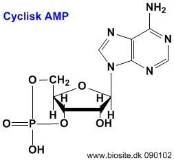 amp cyclic water non dissolved molecule template
