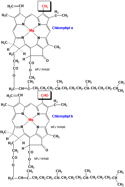 Strukturerne af chlorofyl a og b