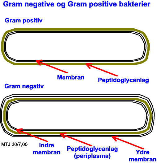 Cellevgsstrukturen hos gram negative og gram positive bakterier