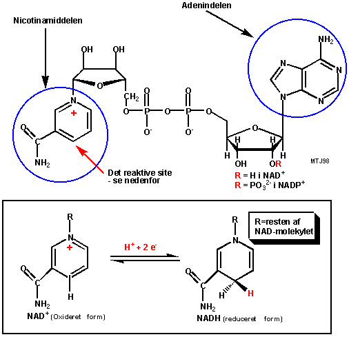 Den kemiske struktur af NAD
