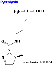 Strukturen af aminosyren pyrrolysin