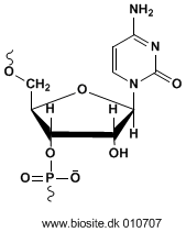 Strukturen af en cytosinnukleinsyreenhed