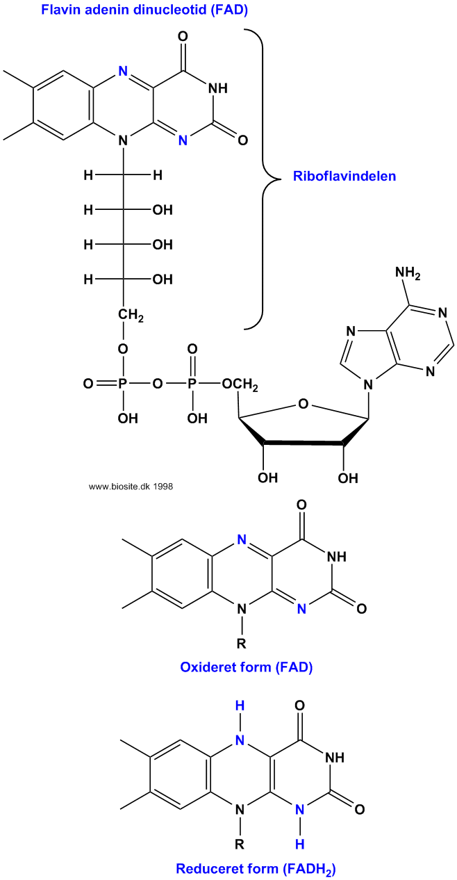 Strukturen af flavin adenin dinucleotid (FAD)