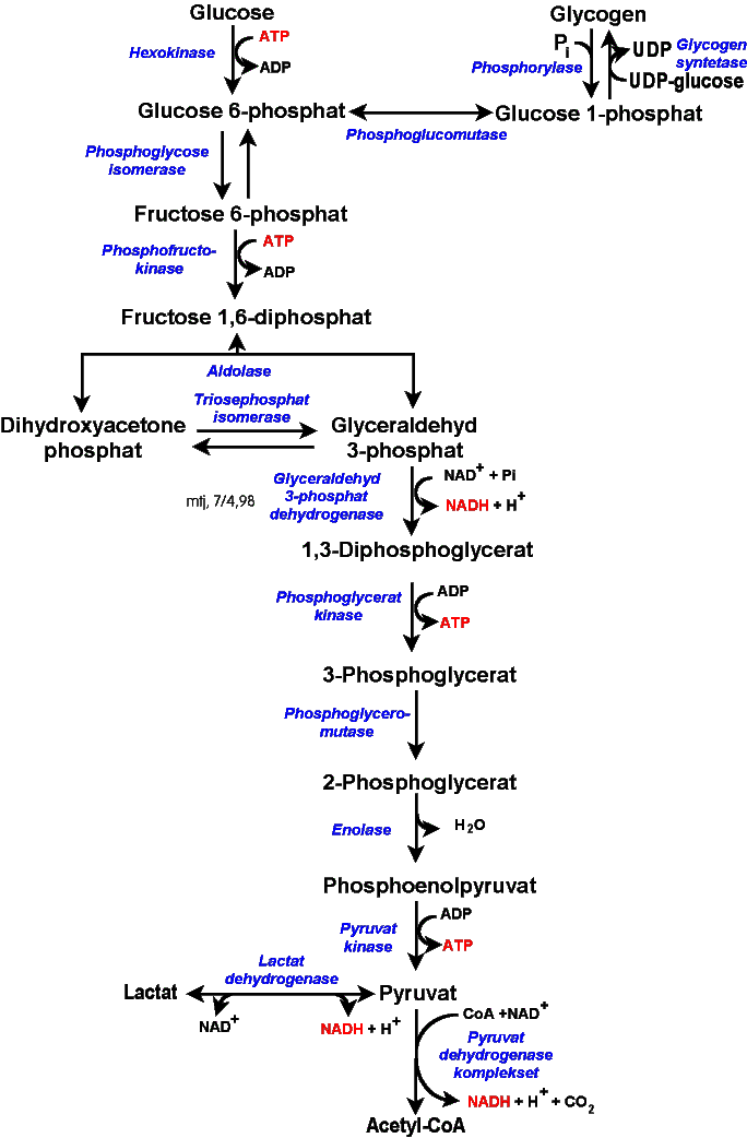 Reaktionsvejene i glycolysen