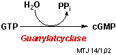 Guanylatcyclase reaktionen