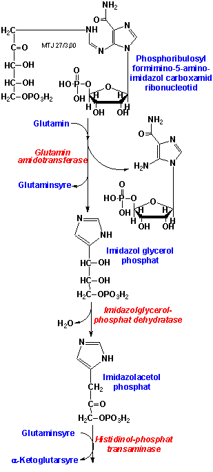 Biosyntesen af aminosyren histidin 2