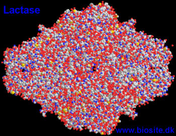 Lactase - kuglekalotmodel