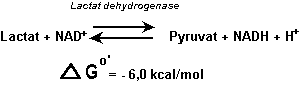 Lactatdehydrogenase reaktionen