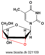 Strukturen af LNA-thymidin