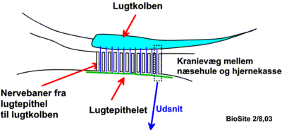 Lugtepithelets placering i forhold til lugtkolben og forbindelsen mellem dem