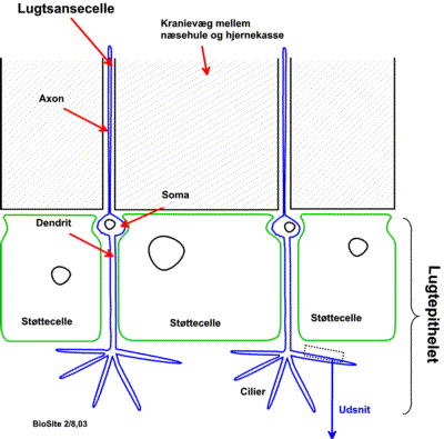 Lugtsansecellerns udseende og placering i lugtepithelet