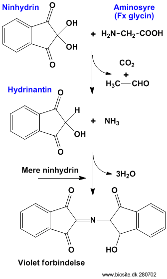 Farvning af aminosyrer med ninhydrin