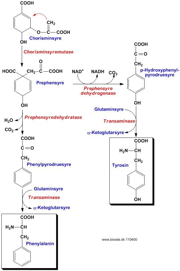 Biosyntesen af phenylalanin og tyrosin