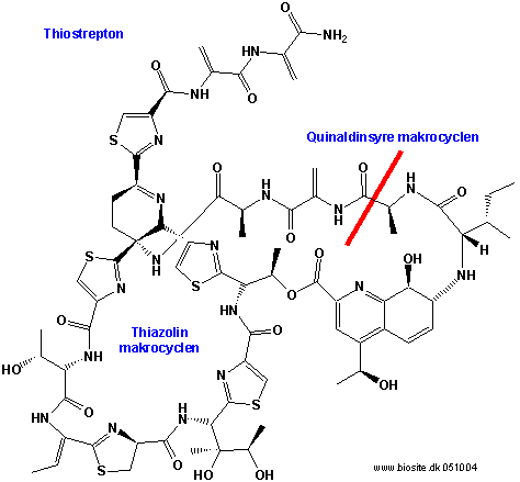 Strukturen af thiostrepton